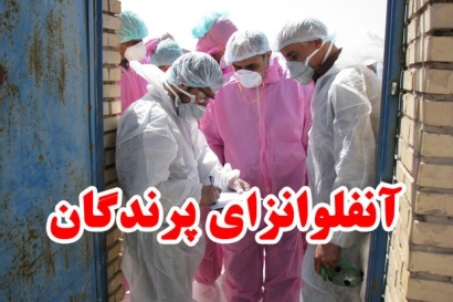 رییس دامپزشکی کشور آنفولانزای حاد یک مرغداری در گلستان را تأیید کرد/ مردم از بازارهای محلی پرنده نخرند