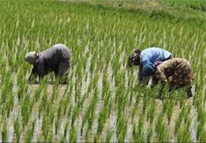 افزایش فراوان کشت شالی روستاهای گنبدکاووس را با کمبود آب مواجه کرد/ باید با متخلفان کشت شالی به شدت برخورد شود