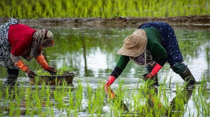 سود شالیکاری به بهای تشنگی گلستان
