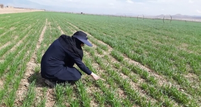 خودکفایی بذر، کاهش مصرف سموم از دستاوردهای تحقیقات کشاورزی گلستان